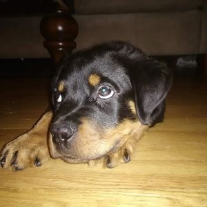 Meet your Posher, Lisa